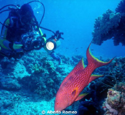 A grouper Variola louti and u/w photographer.
Nikonos 15... by Alberto Romeo 